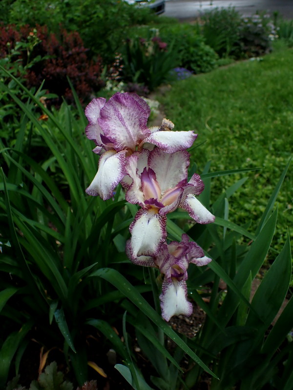 Iris d&rsquo;Allemagne, Iris barbu, Iris germanica 'Chatterbox'