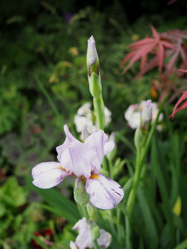 Iris d&rsquo;Allemagne, Iris barbu, Iris germanica 'Bach Fugue'