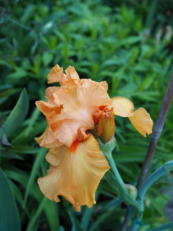 Iris d&rsquo;Allemagne, Iris barbu, Iris germanica 'Orange Harvest'
