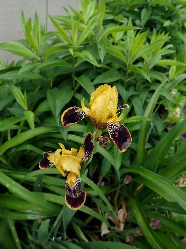 Iris d'Allemagne, Iris barbu Iris germanica Bumblebee Delite