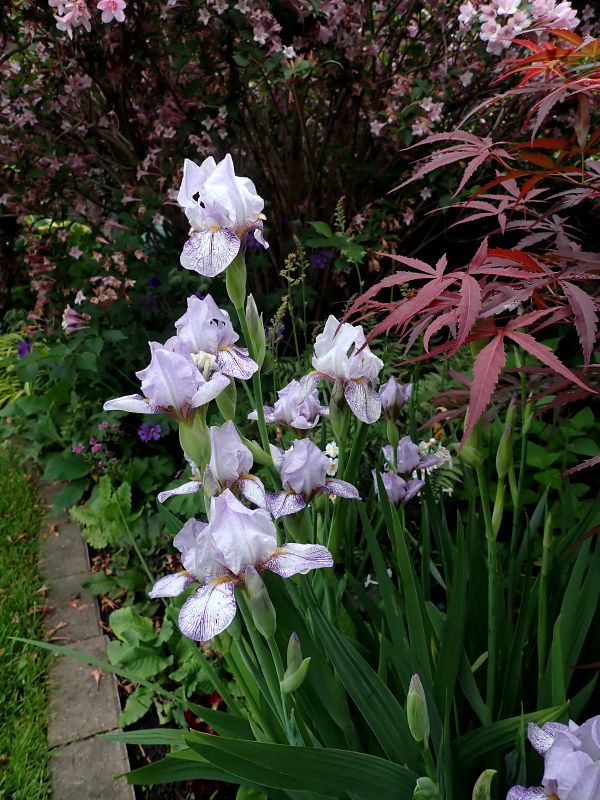 Iris d'Allemagne, Iris barbu Iris germanica Bach Fugue