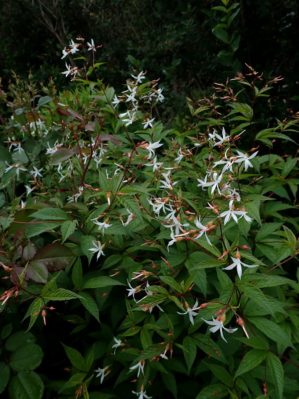 Porteranthus Gillenia trifoliata 