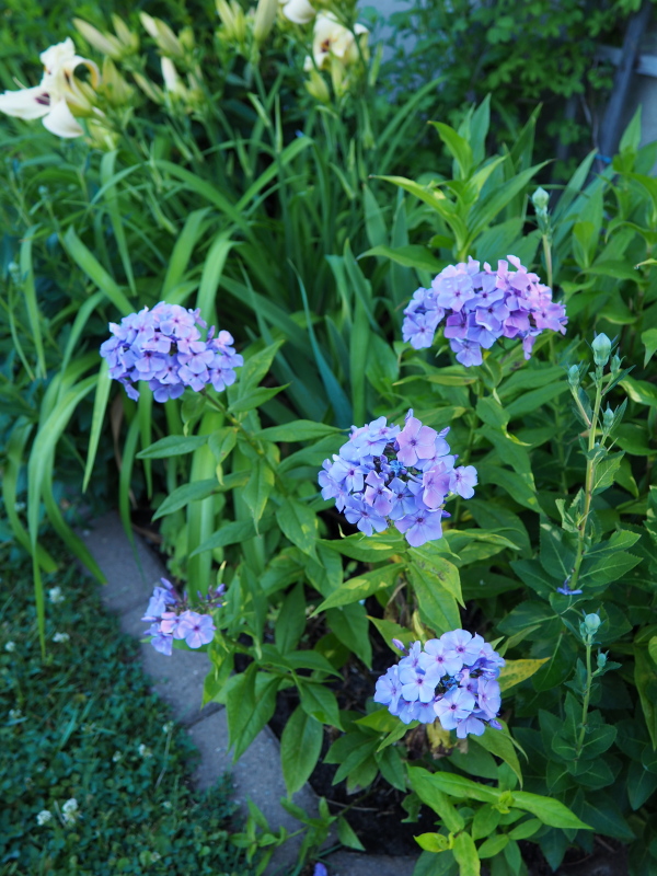 Phlox panicul&eacute;, phlox des jardins, Phlox paniculata 'Early Purple'