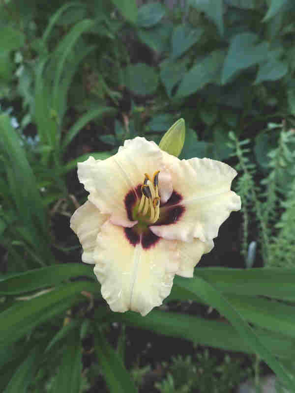 H&eacute;m&eacute;rocalle, Hemerocallis ×hybrida 'Siloam Uri Winniford'