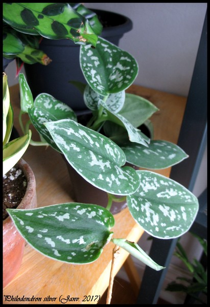Philodendron 'Sliver'