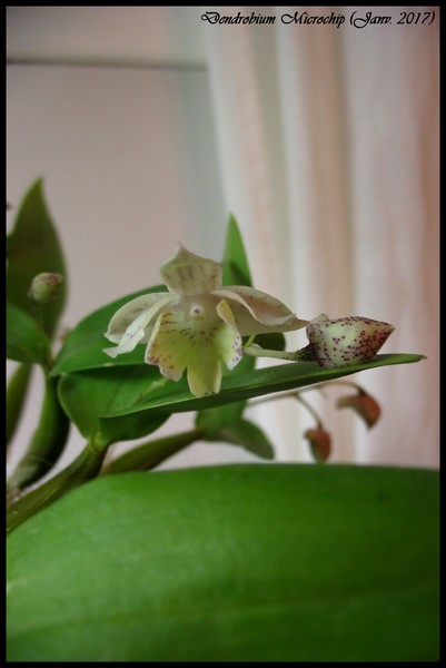 Dendrobium 'Microchip'