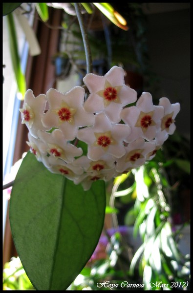fleur de porcelaine Hoya carnosa 