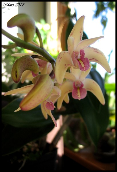 Dendrobium (Gillieston Jazz x Victorian flare) SVO intense x(pedunculatum x sepcisoum Candy cane)