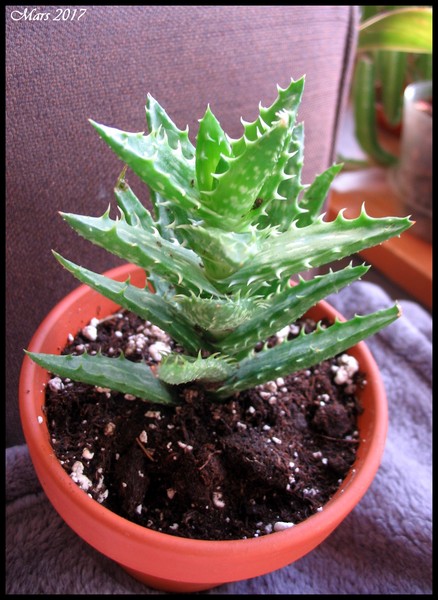 Aloès Aloe juvenna 