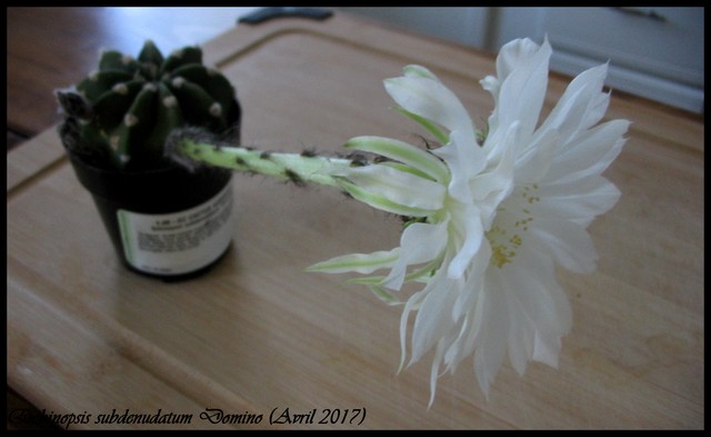 Echinops, Echinopsis subdenudatum 'Domino'