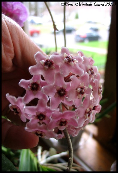 fleur de porcelaine Hoya Minibelle