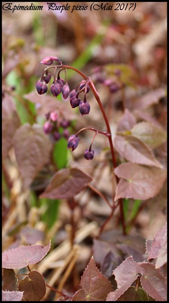 Epim&egrave;de, fleur des elfes, &#201;pim&eacute;dium, Fleur des elfes &agrave; grandes fleurs, Epimedium grandiflorum 'Purple Pixie'