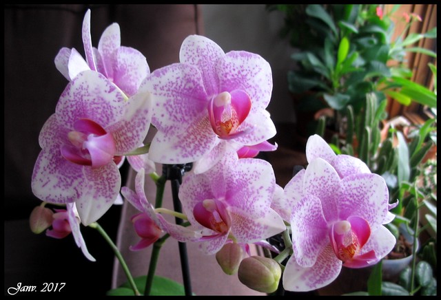 Orchidée, phal. Phalaenopsis 