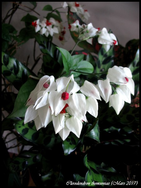 Cl&eacute;rodendron, Cl&eacute;rodendron grimpant, Clerodendrum thomsoniae 