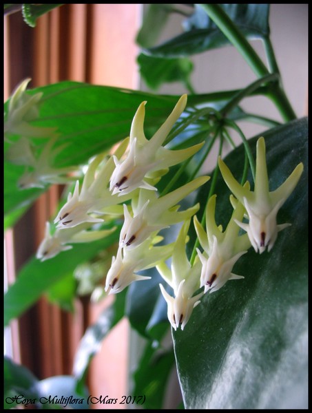 fleur de porcelaine, Hoya multiflora 