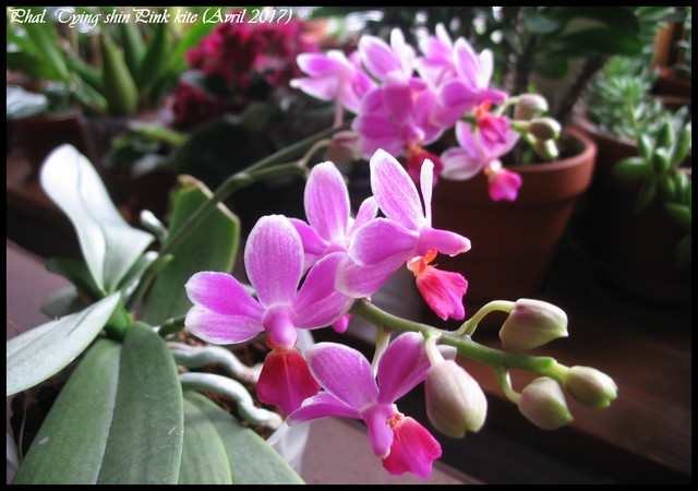 Orchid&eacute;e, phal., Phalaenopsis tying shin pink kite 