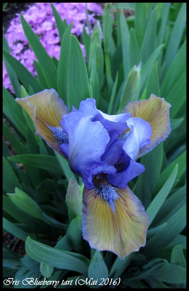 Iris d'Allemagne, Iris barbu Iris germanica blueberry tart