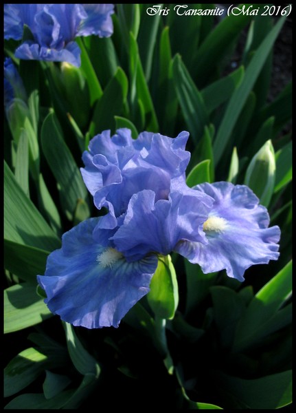 Iris d'Allemagne, Iris barbu Iris germanica tanzanite