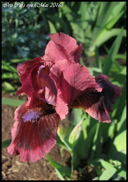 Iris d&rsquo;Allemagne, Iris barbu, Iris germanica 'pat&rsquo;s eye'