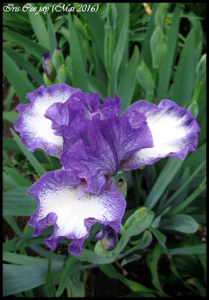 Iris d'Allemagne, Iris barbu Iris germanica Pee Jay