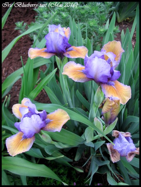 Iris d&rsquo;Allemagne, Iris barbu, Iris germanica 'Blueberry tart'