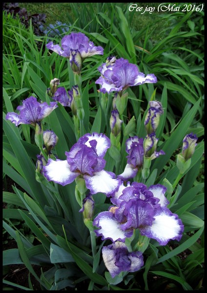 Iris d&rsquo;Allemagne, Iris barbu, Iris germanica 'Pee jay'