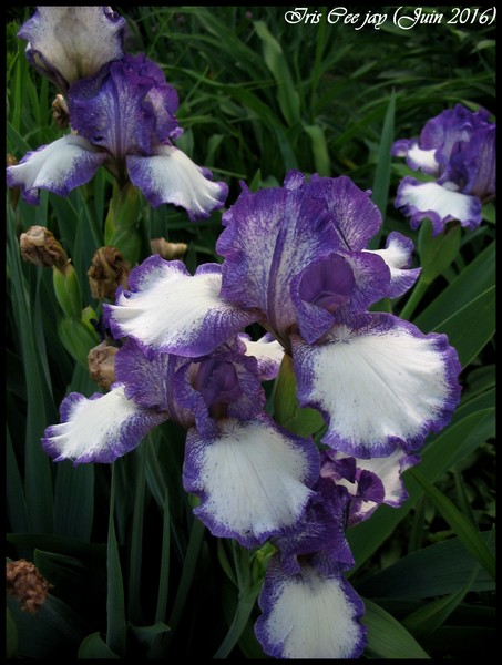Iris d'Allemagne, Iris barbu Iris germanica Pee jay