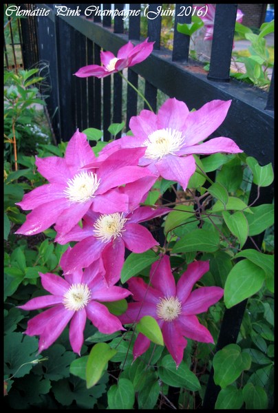 Cl&eacute;matite, Clematis 'Pink champagne'