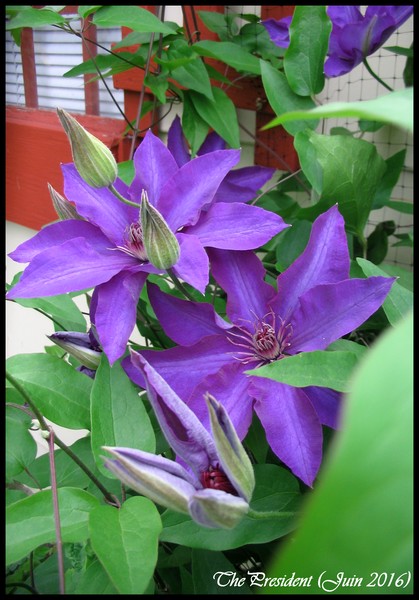 Cl&eacute;matite, Clematis 'the president'