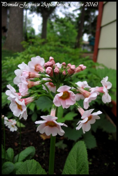Primev&egrave;re, primulas, Primev&egrave;re du Japon, Primula japonica 'Apple blossom'