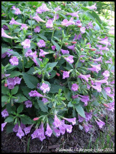 Calament, Calament &agrave; grandes fleurs, Calamintha grandiflora 'Elfin purple'