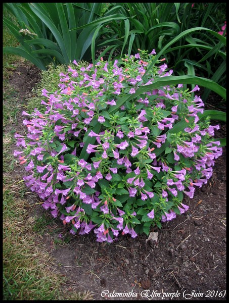 Calament, Calament &agrave; grandes fleurs, Calamintha grandiflora 'Elfin purple'