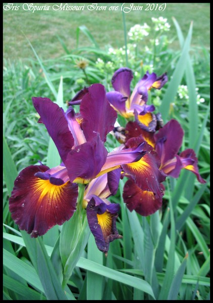 Iris spuria Missouri Iron ore