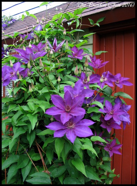 Cl&eacute;matite, Clematis 'The president'