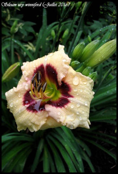 H&eacute;m&eacute;rocalle, Hemerocallis ×hybrida 'Siloam Ury Winniford'