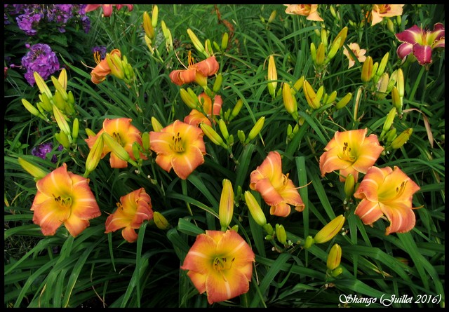 Hémérocalle Hemerocallis ×hybrida shango