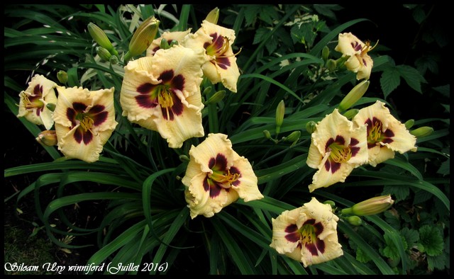 Hémérocalle Hemerocallis ×hybrida Siloam Ury Winniford