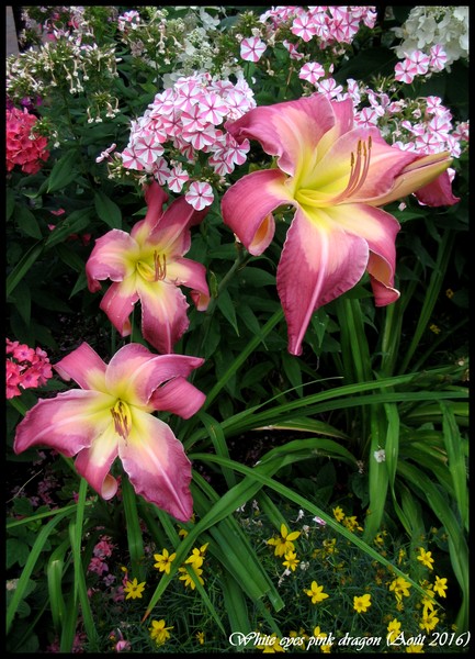 Phlox panicul&eacute;, phlox des jardins, Phlox paniculata 'White eyes pink dragon'