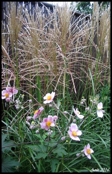 An&eacute;mone, Anemone tomentosa 'robustissima'