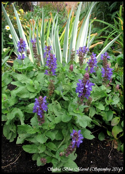 Sauge, Sauge des bois, Salvia nemorosa 'Blue marvel'