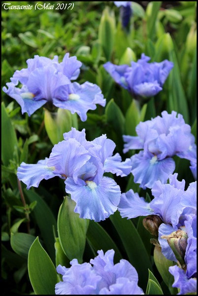 Iris d&rsquo;Allemagne, Iris barbu, Iris germanica 'tanzanite'
