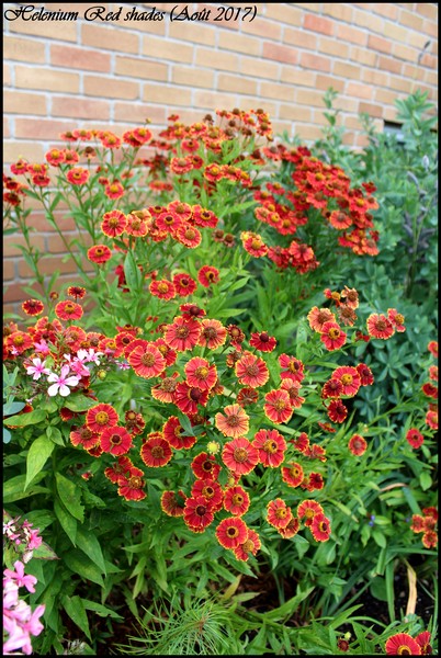 H&eacute;l&eacute;nie, H&eacute;l&eacute;nium, H&eacute;l&eacute;nie automnale, Helenium automnale 'Red shades'