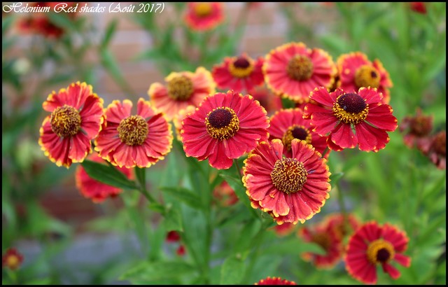H&eacute;l&eacute;nie, H&eacute;l&eacute;nium, H&eacute;l&eacute;nie automnale, Helenium automnale 'Red shades'