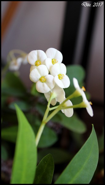 Euphorbe, Euphorbia milii 'blanche'