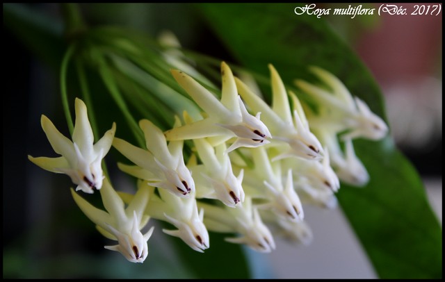 fleur de porcelaine, Hoya multiflora 