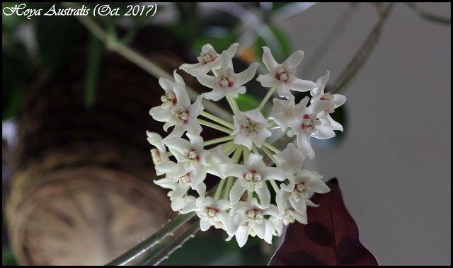 fleur de porcelaine, Hoya australis 