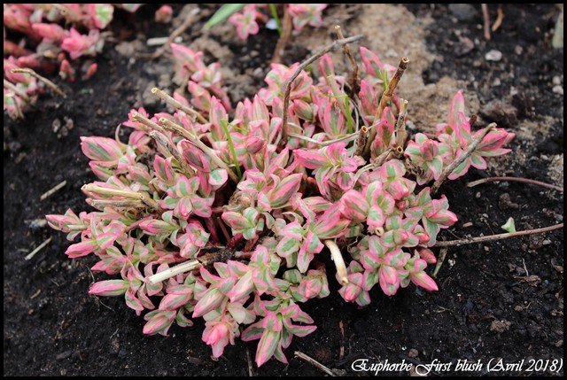 Euphorbe, Euphorbia polychroma 'First blush'
