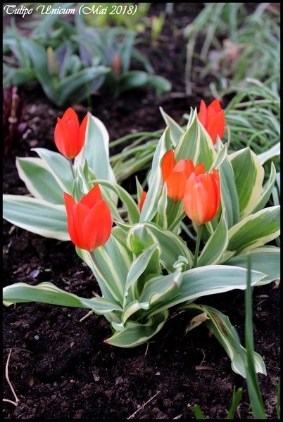 Tulipe, tulipes, Tulipa praestans 'unicum'