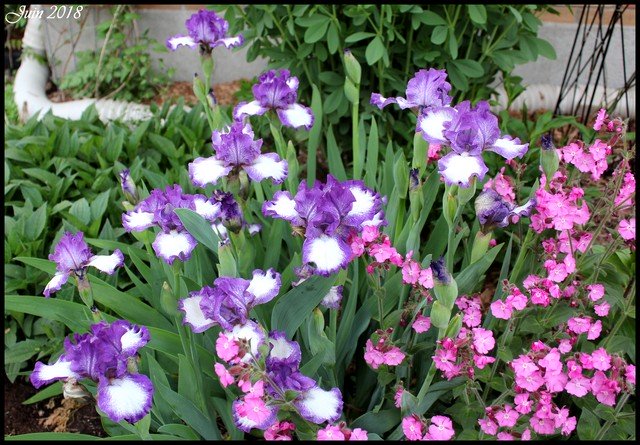 Iris d'Allemagne, Iris barbu Iris germanica Cee jay