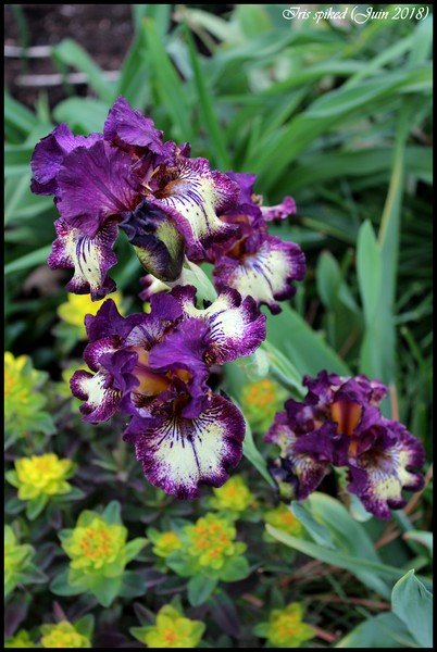 Iris d'Allemagne, Iris barbu Iris germanica Spiked